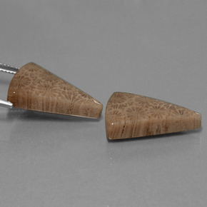 Pedras preciosas de Coral fóssil Multicolorido natural de  ct, Trilhão, Opaco