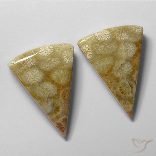 Pedras preciosas de Coral fóssil Multicolorido natural de 28.61 ct, Trilhão, Opaco