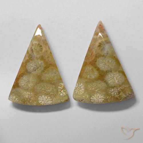 Pedras preciosas de Coral fóssil Multicolorido natural de 28.61 ct, Trilhão, Opaco