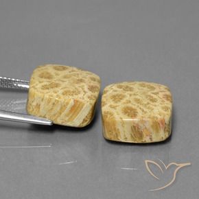 Pedras preciosas de Coral fóssil Multicolorido natural de 26.03 ct, Almofada, Opaco