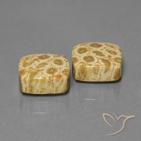 Pedras preciosas de Coral fóssil Multicolorido natural de 24.04 ct, Almofada, Opaco