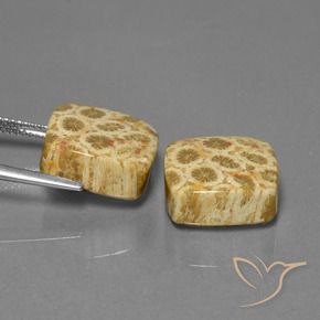 Pedras preciosas de Coral fóssil Multicolorido natural de 24.04 ct, Almofada, Opaco
