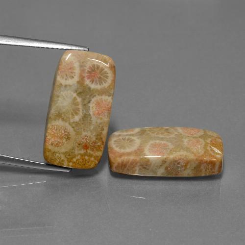 Pedras preciosas de Coral fóssil Multicolorido natural de 23.56 ct, Almofada cortada, Opaco