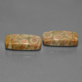 Pedras preciosas de Coral fóssil Multicolorido natural de 23.56 ct, Almofada cortada, Opaco