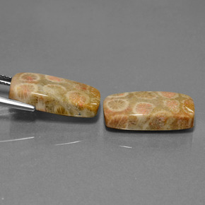 Pedras preciosas de Coral fóssil Multicolorido natural de 23.56 ct, Almofada cortada, Opaco