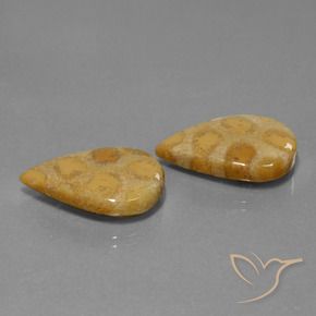 Pedras preciosas de Coral fóssil Multicolorido natural de 22.90 ct, Formato de pêra, Opaco