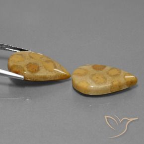 Pedras preciosas de Coral fóssil Multicolorido natural de 22.90 ct, Formato de pêra, Opaco