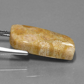 Coral fóssil Multicolorido Natural 13.97ct, Forma extravagante, Opaco