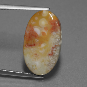 Coral fóssil multicolorido natural 8,82ct, corte oval, opaco
