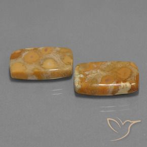 Pedras preciosas de Coral fóssil Multicolorido natural de 29.77 ct, Almofada, Opaco