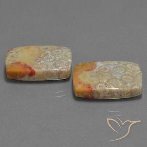 Pedras preciosas de Coral fóssil Multicolorido natural de 29.41 ct, Almofada, Opaco