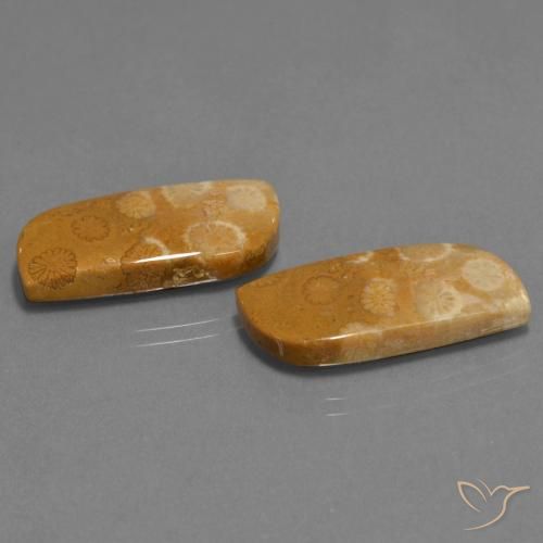 Pedras preciosas de Coral fóssil Multicolorido natural de 24.41 ct, Chique, Opaco