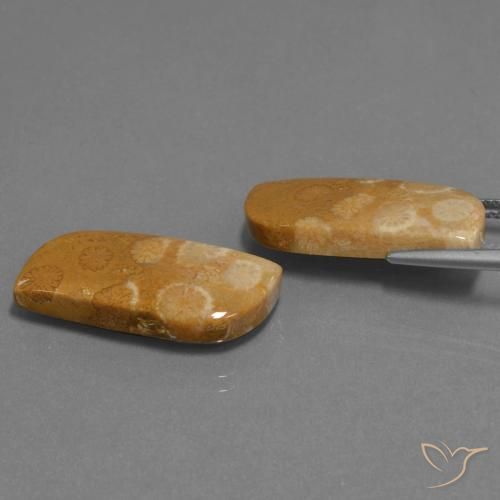 Pedras preciosas de Coral fóssil Multicolorido natural de 24.41 ct, Chique, Opaco