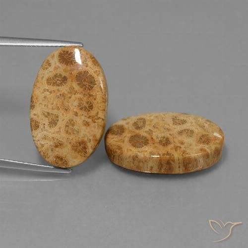 25.95ctw Natural Multicolorido Coral fóssil, oval, Opaco