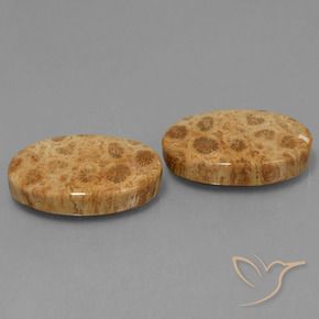 Pedras preciosas de Coral fóssil Multicolorido natural de 25.95 ct, oval, Opaco