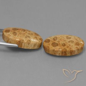 Pedras preciosas de Coral fóssil Multicolorido natural de 25.95 ct, oval, Opaco