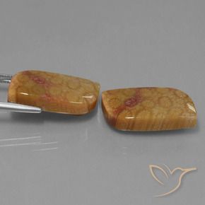 Pedras preciosas de Coral fóssil Multicolorido natural de 28.06 ct, Chique, Opaco