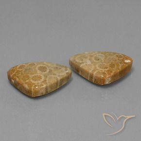 Pedras preciosas de Coral fóssil Multicolorido natural de 34.00 ct, Trilhão, Opaco