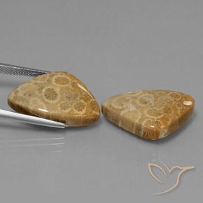 Pedras preciosas de Coral fóssil Multicolorido natural de 34.00 ct, Trilhão, Opaco