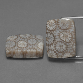 Pedras preciosas de Coral fóssil Multicolorido natural de  ct, Almofada cortada, Opaco