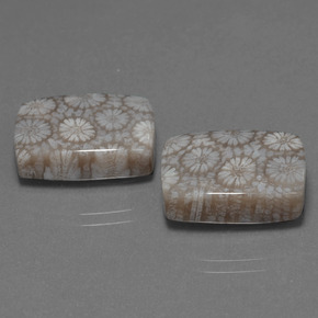 Pedras preciosas de Coral fóssil Multicolorido natural de  ct, Almofada cortada, Opaco