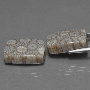 Pedras preciosas de Coral fóssil Multicolorido natural de  ct, Almofada cortada, Opaco