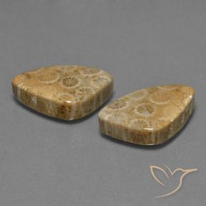 Pedras preciosas de Coral fóssil Multicolorido natural de 29.73 ct, Trilhão, Opaco