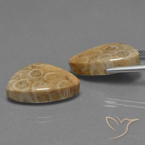 Pedras preciosas de Coral fóssil Multicolorido natural de 29.73 ct, Trilhão, Opaco