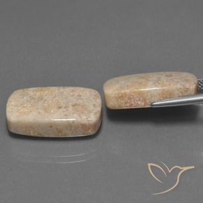 Pedras preciosas de Coral fóssil Multicolorido natural de 30.16 ct, Almofada, Opaco