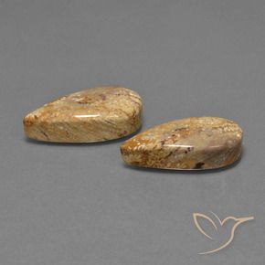 Pedras preciosas de Coral fóssil Multicolorido natural de 25.79 ct, Formato de pêra, Opaco