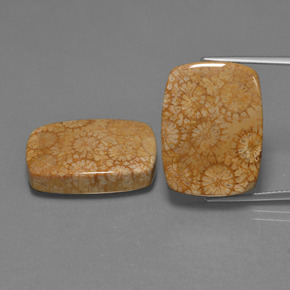 Pedras preciosas de Coral fóssil Multicolorido natural de  ct, Almofada cortada, Opaco