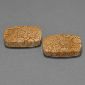 Pedras preciosas de Coral fóssil Multicolorido natural de  ct, Almofada cortada, Opaco