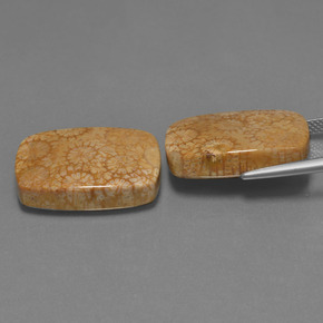 Pedras preciosas de Coral fóssil Multicolorido natural de  ct, Almofada cortada, Opaco