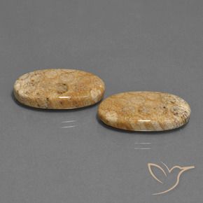 Pedras preciosas de Coral fóssil Multicolorido natural de 24.86 ct, oval, Opaco