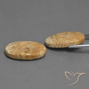 Pedras preciosas de Coral fóssil Multicolorido natural de 24.86 ct, oval, Opaco