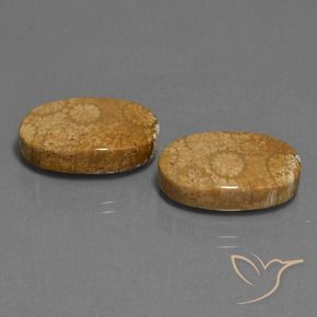 Pedras preciosas de Coral fóssil Multicolorido natural de 24.46 ct, oval, Opaco