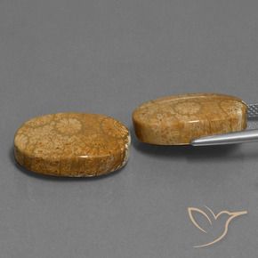Pedras preciosas de Coral fóssil Multicolorido natural de 24.46 ct, oval, Opaco