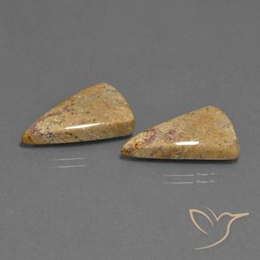 Pedras preciosas de Coral fóssil Multicolorido natural de 16.43 ct, Trilhão, Opaco