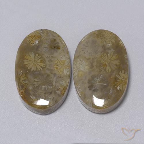 Pedras preciosas de Coral fóssil Multicolorido natural de 34.30 ct, oval, Opaco