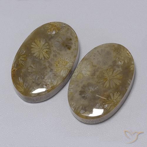 Pedras preciosas de Coral fóssil Multicolorido natural de 34.30 ct, oval, Opaco