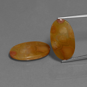 Pedras preciosas de Coral fóssil Multicolorido natural de  ct, Corte Oval, Translúcido