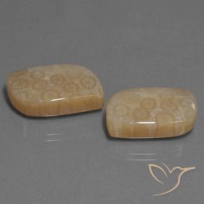 Pedras preciosas de Coral fóssil Multicolorido natural de 34.06 ct, Chique, Opaco