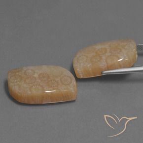Pedras preciosas de Coral fóssil Multicolorido natural de 34.06 ct, Chique, Opaco