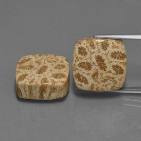 Pedras preciosas de Coral fóssil Multicolorido natural de  ct, Almofada cortada, Opaco