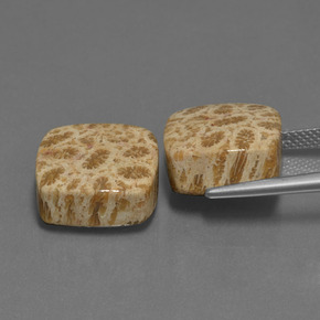 Pedras preciosas de Coral fóssil Multicolorido natural de  ct, Almofada cortada, Opaco