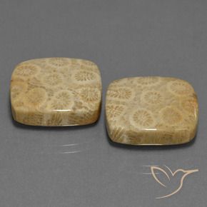Pedras preciosas de Coral fóssil Multicolorido natural de 27.10 ct, Almofada, Opaco