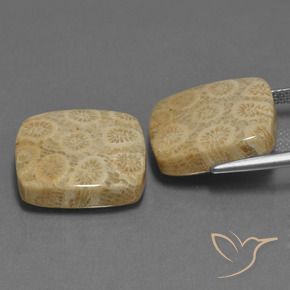 Pedras preciosas de Coral fóssil Multicolorido natural de 27.10 ct, Almofada, Opaco