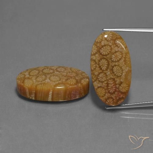 37.37ctw Natural Multicolorido Coral fóssil, oval, Opaco