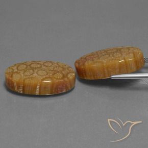 Pedras preciosas de Coral fóssil Multicolorido natural de 37.37 ct, oval, Opaco
