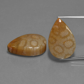 Pedras preciosas de Coral fóssil Multicolorido natural de  ct, Formato de pêra, Opaco